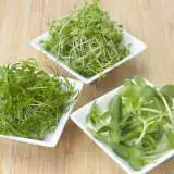 Microgreens France Accseemfr - Garden Express Australia