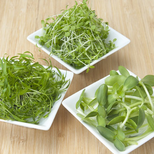 Microgreens Flavours Of France