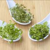 Microgreens Flavours Of The Orient
