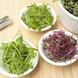 Microgreens Flavours Of Western Europe