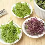 Microgreens Western Europe Accseemwe - Garden Express Australia