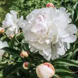 Peony Rose Marie Lemoine Pkpromle - Garden Express Australia