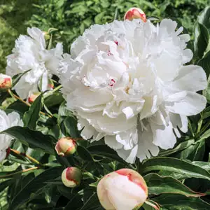 Peony Rose Marie Lemoine