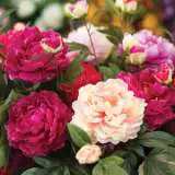 Peony Rose Mixed Pkpromxd - Garden Express Australia