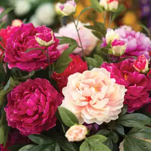 Peony Rose Mixed