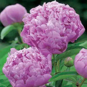 Peony Rose Monseur Jules Elie