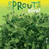 Sprouts Alive Snow Pea Seesalspe - Garden Express Australia