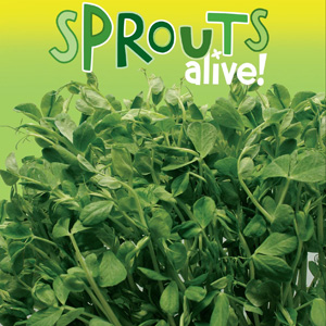 Sprouts Alive Snow Pea
