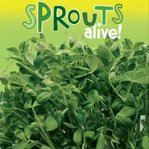 Sprouts Alive Snow Pea Sprouts Alive Snow Pea