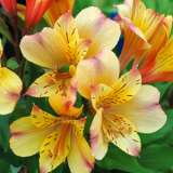 Princess Lily Collection 3- 3 Plants