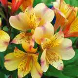 Princess Lily Collection 3- 3 Plants Princess Lily Collection 3- 3 Plants