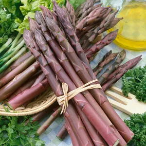 Asparagus Phantom Purple