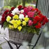 Begonia Mixed 2012 - Garden Express Australia