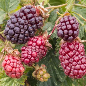 Boysenberry 140mm Boysenberry 140mm