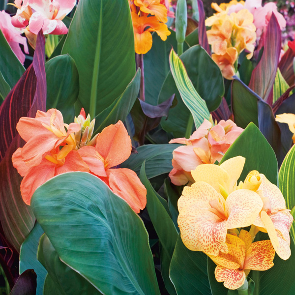 Canna Lily Tropicanna Black (PBR) Garden Express