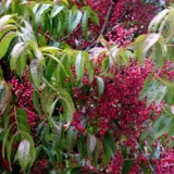 Chinese Pistachio Chinese Pistachio