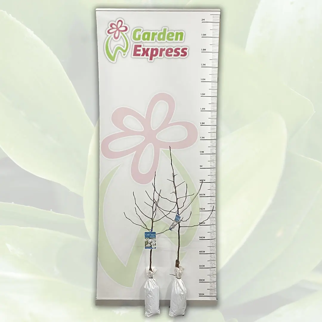 Crab Apple Ioensis Plena