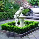 Dutch Box - Garden Express Australia