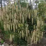 Garrya Elliptica By Salix Via Wiki Lpogarell - Garden Express Australia