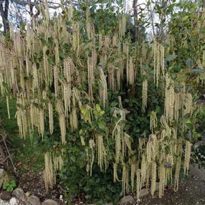 Garrya Elliptica – James Roof Garrya Elliptica – James Roof