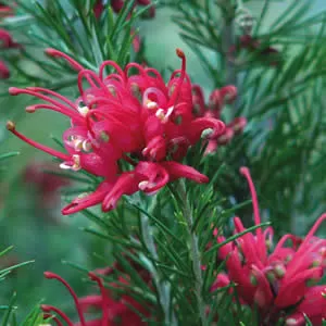 Grevillea Scarlet Sprite