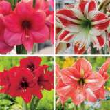 Hippeastrum Collections