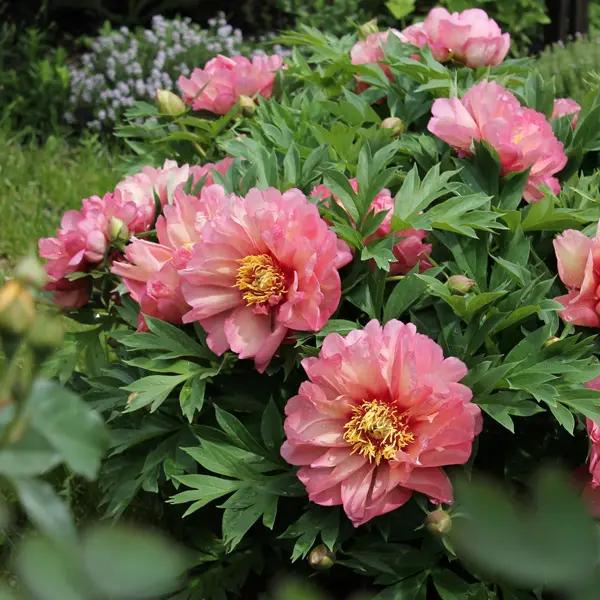 Itoh Peony Hillary