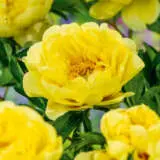 Itoh Peony Lemon Dream 2023 Pkitoldr - Garden Express Australia
