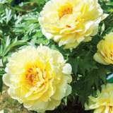 Page 31 Itoh Peonies