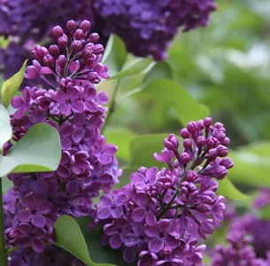 Lilac Congo