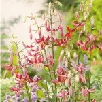 Lilium Planting And Care Guide Lilium Arabian Knight Pklilakn - Garden Express Australia