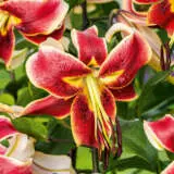 Lilium Scheherezade 2024 Pklilsch - Garden Express Australia