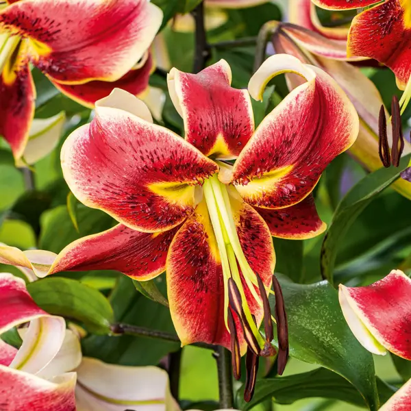 Oriental Trumpet Lilium Scheherazade