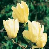 Magnolia Elizabeth Tremageli - Garden Express Australia