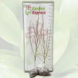 Magnolia Elizabeth Magnolia Elizabeth