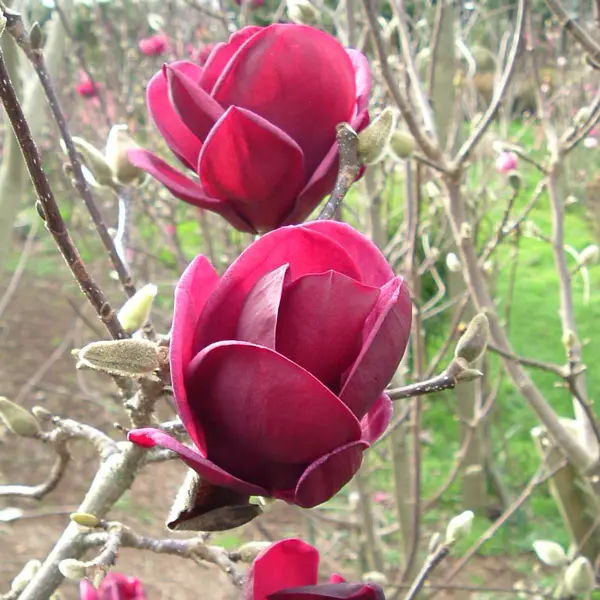 Magnolia Genie (pbr)