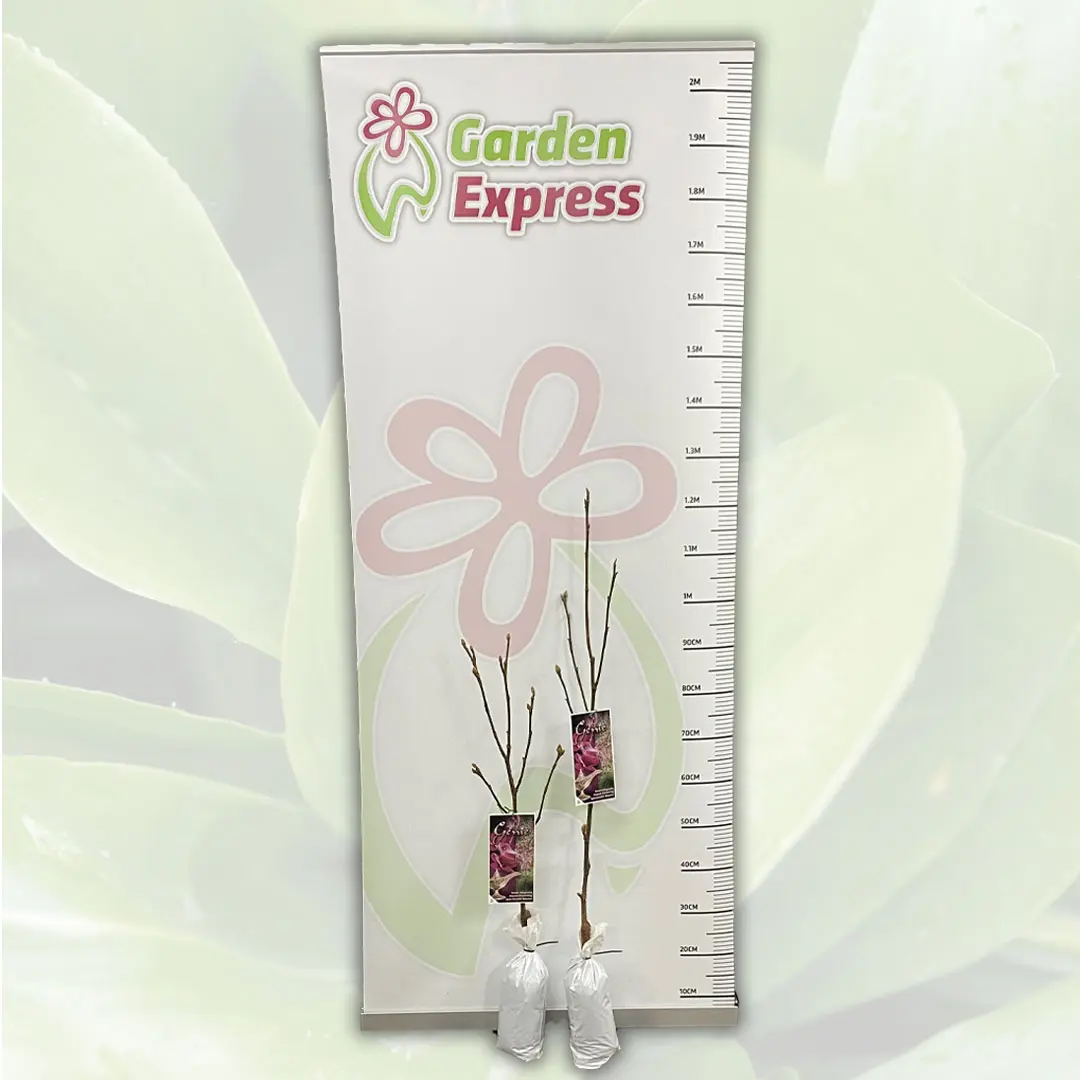 Magnolia Genie (pbr)