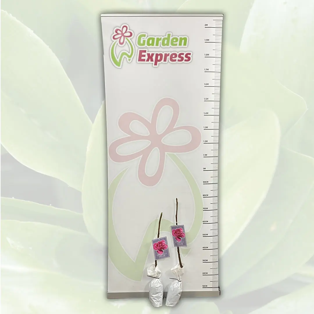 Magnolia Felix (pbr)