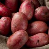 Potato Red Norland Pkcsprno - Garden Express Australia
