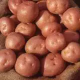 Potato Ruby Lou Group - Garden Express Australia