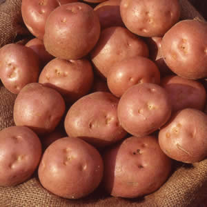 Certified Seed Potato Ruby Lou 1kg