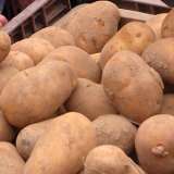 Potatoe Kennebec Pkcspken - Garden Express Australia