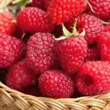 Raspberry Willamette Pkraswil - Garden Express Australia