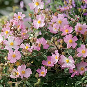 Rock Rose Grayswood Pink