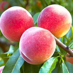 Skinny Peach Crimson Rocket Trespecro 1 - Garden Express Australia