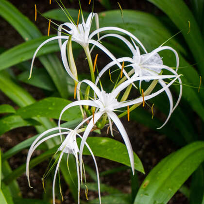Spiderliliy - Garden Express Australia