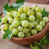 Thornless Gooseberry Pkthogoo - Garden Express Australia