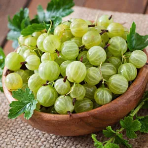 Thornless Gooseberry