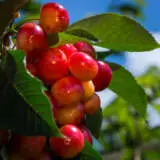 Trixzie White Cherrie Tretriwch 1 - Garden Express Australia