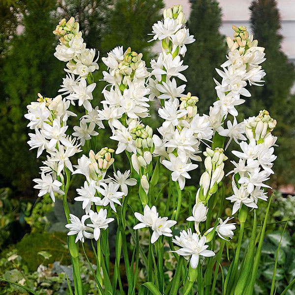 Tuberose